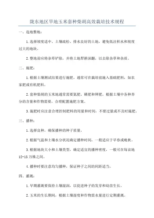 陇东地区旱地玉米套种柴胡高效栽培技术规程