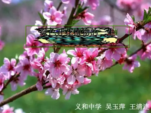 《第四单元第一章绿色开花植物的一生复习课件(济南版)