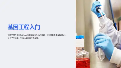 基因工程的基本操作程序主要包括四个基本步骤