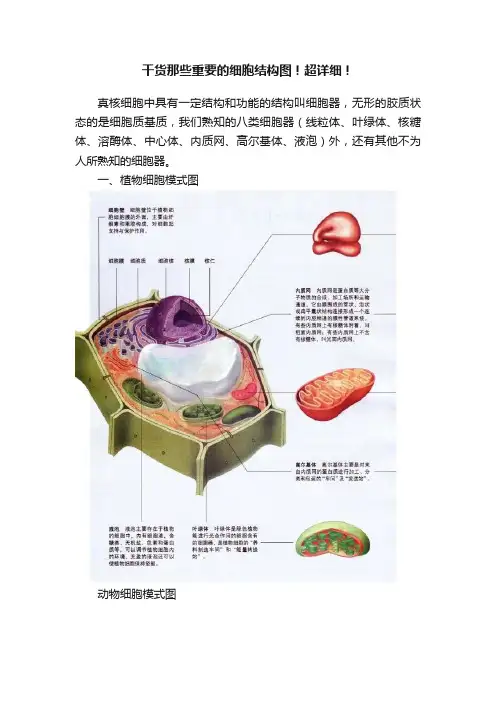 干货那些重要的细胞结构图！超详细！