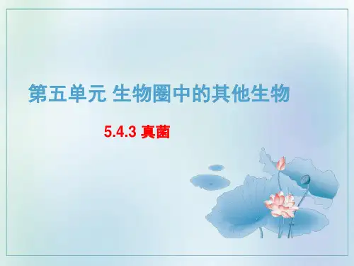 5. 真菌课件人教版八年级生物上册