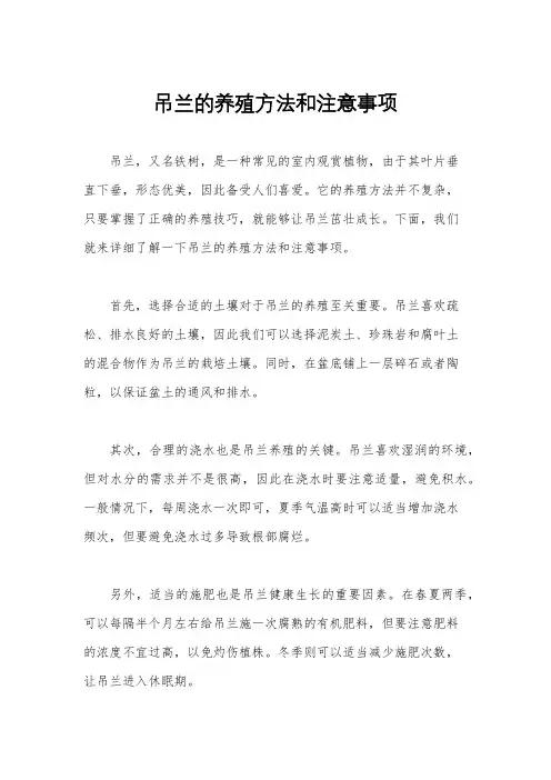 吊兰的养殖方法和注意事项