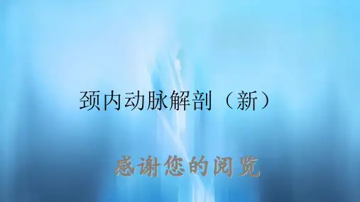颈内动脉解剖(新)