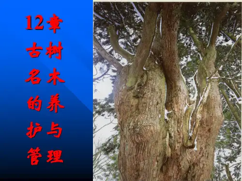 古树名木的养护与管理