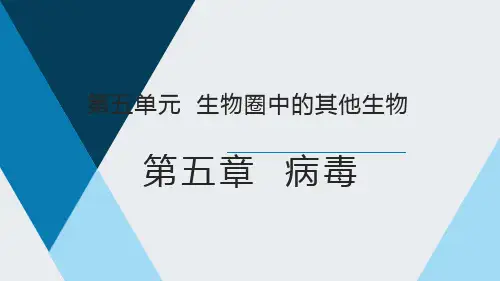 5.5病毒课件-人教版生物八年级上册(1【02】)