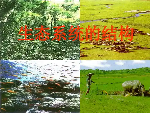 生态系统的结构