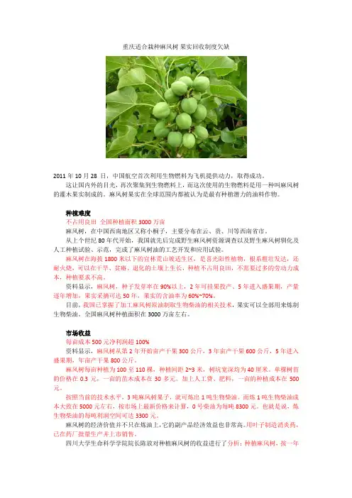 麻风树