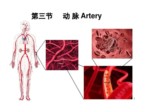 《动脉》教学课件
