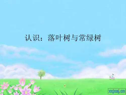 认识：常绿树与落叶树ppt课件