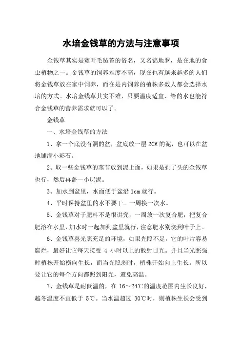 水培金钱草的方法与注意事项
