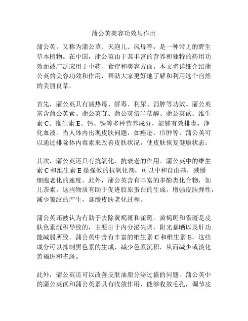 蒲公英美容功效与作用