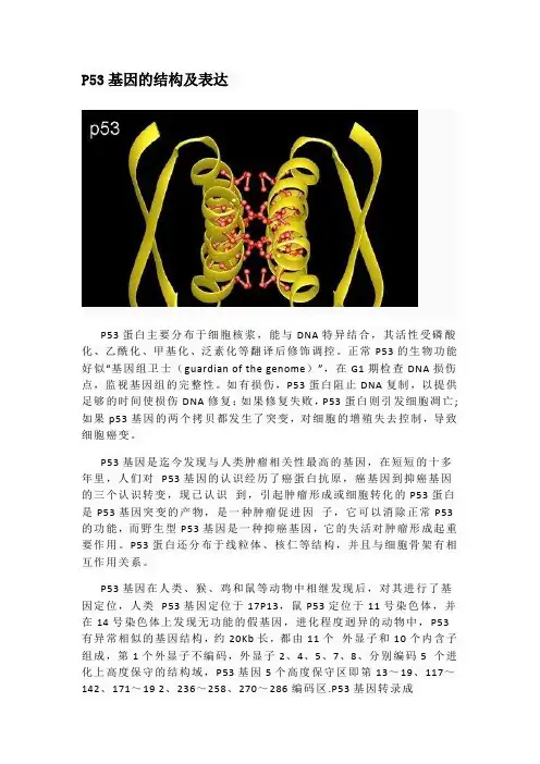 P53基因的结构及表达