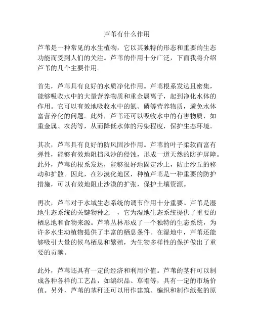 芦苇有什么作用