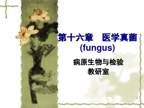 微生物学：第16章  真菌(fungus)