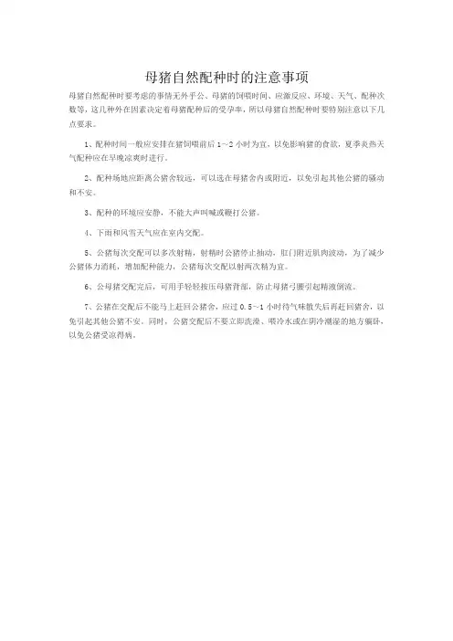 母猪自然配种时的注意事项