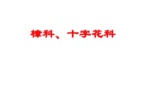 药用植物学-樟科、十字花科