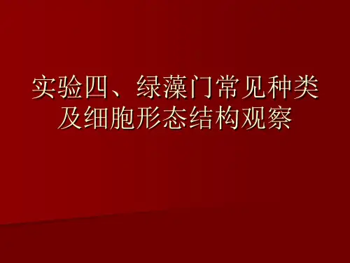 实验四绿藻门常见种类及细胞形态结构观察