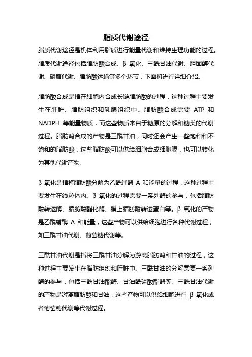 脂质代谢途径