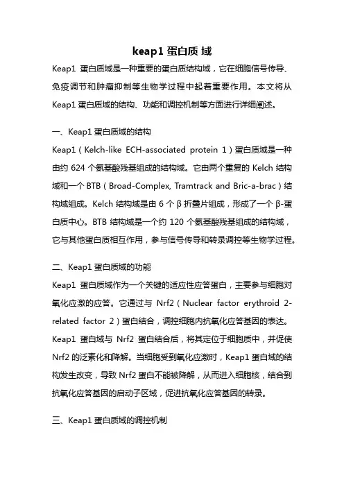 keap1 蛋白质 域