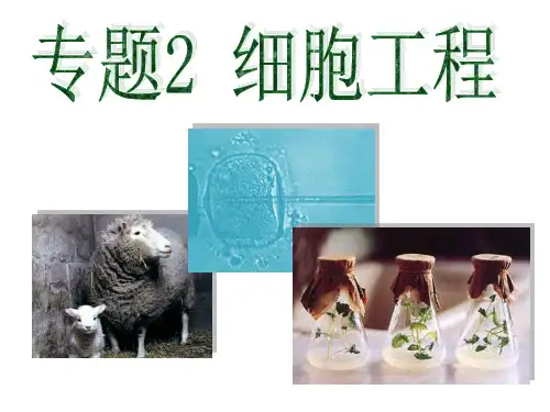 高中生物一轮复习课件-2.1.1植物细胞工程的基本技术