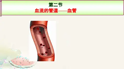 血流的管道血管ppt课件