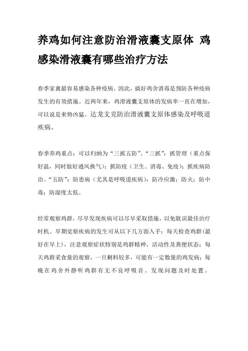 养鸡如何注意防治滑液囊支原体 鸡感染滑液囊有哪些治疗方法