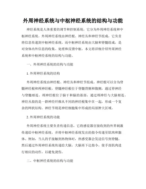 外周神经系统与中枢神经系统的结构与功能