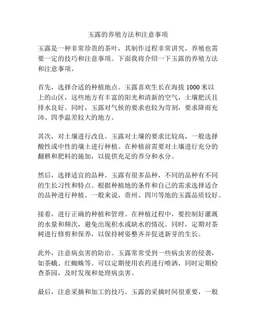 玉露的养殖方法和注意事项