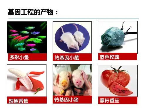 基因工程的工具公开课ppt课件