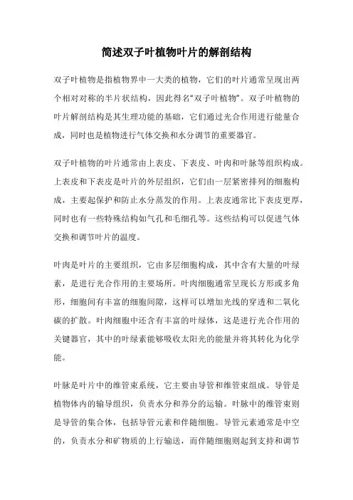 简述双子叶植物叶片的解剖结构