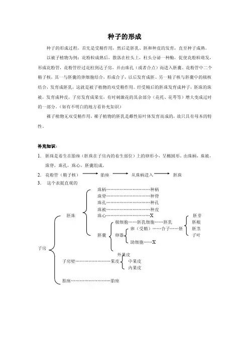 植物种子的形成