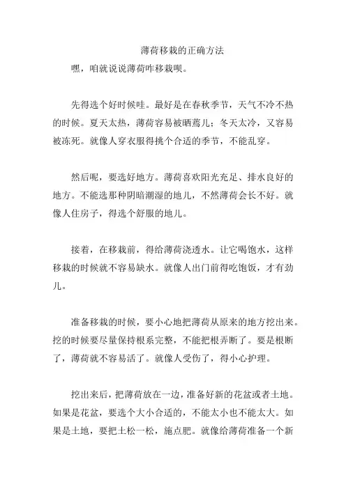 薄荷移栽的正确方法