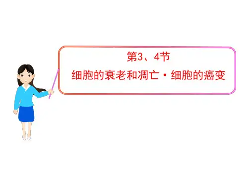 6.3.4 细胞的衰老和凋亡·细胞的癌变