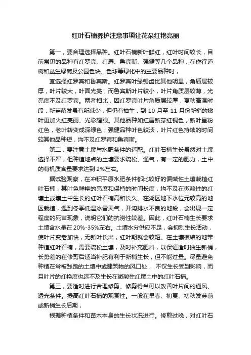 红叶石楠养护注意事项让花朵红艳亮丽
