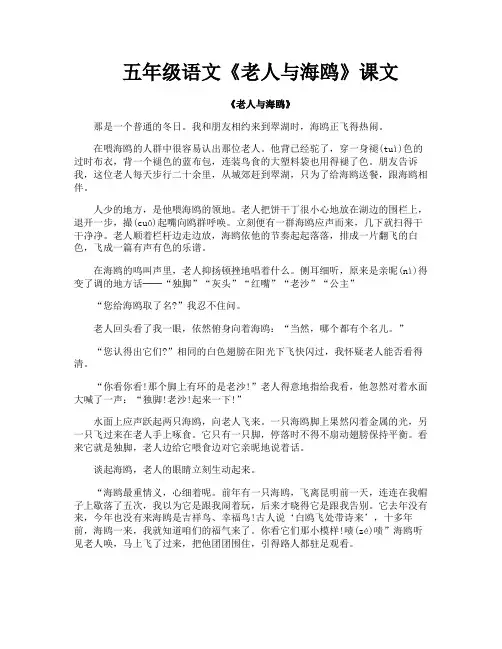 五年级语文《老人与海鸥》课文
