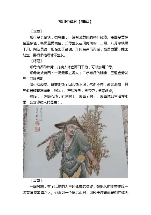 常用中草药（知母）