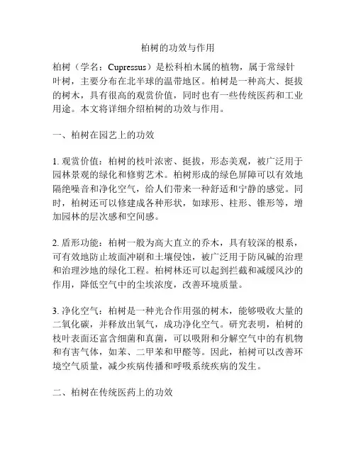 柏树的功效与作用