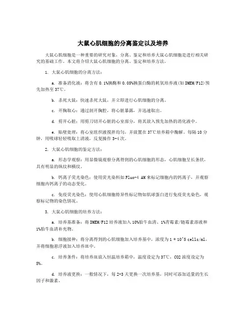 大鼠心肌细胞的分离鉴定以及培养