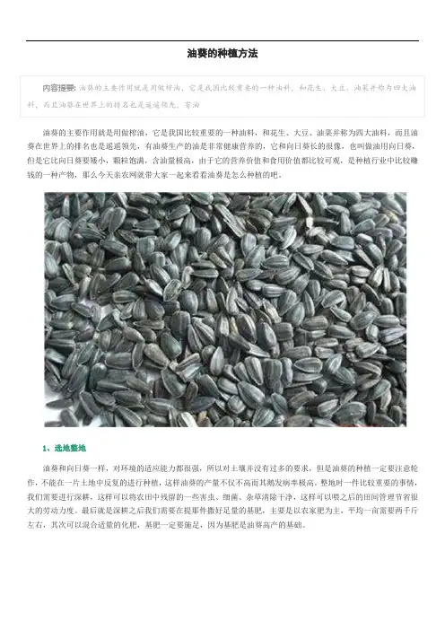 油葵的种植方法