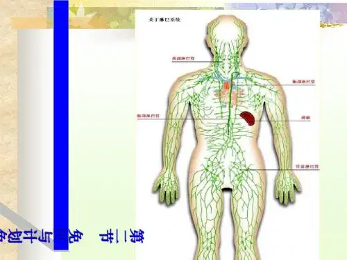 免疫与计划免疫 PPT课件 人教版