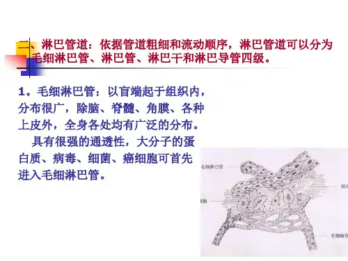 家畜解剖生理第九章淋巴系统