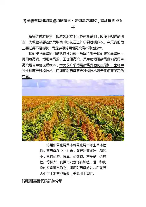 养羊牧草饲用甜高粱种植技术：要想高产丰收，需从这5点入手