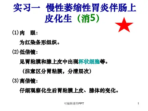 病理切片观察ppt课件