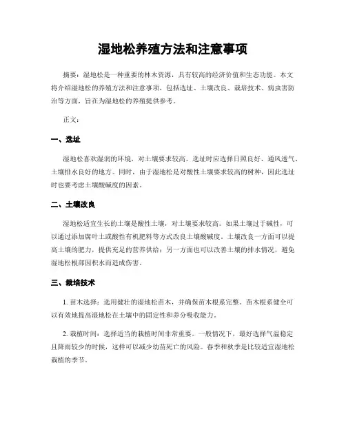 湿地松养殖方法和注意事项