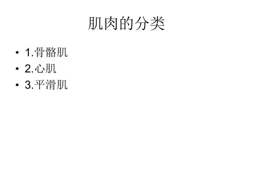 肌肉的兴奋与收缩PPT课件