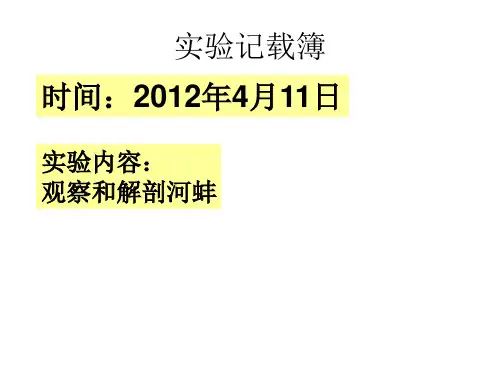 观察和解剖河蚌
