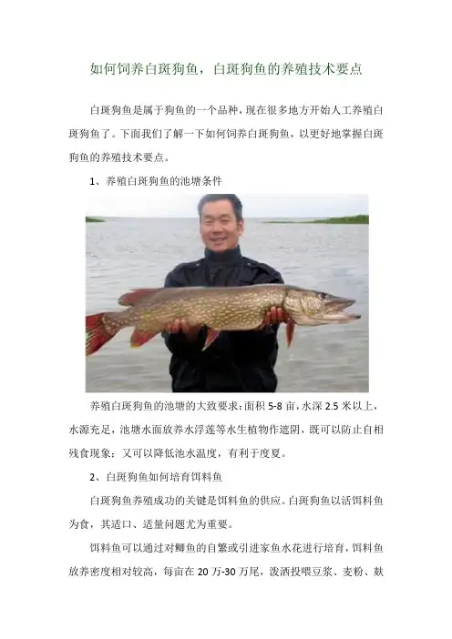 如何饲养白斑狗鱼,白斑狗鱼的养殖技术要点