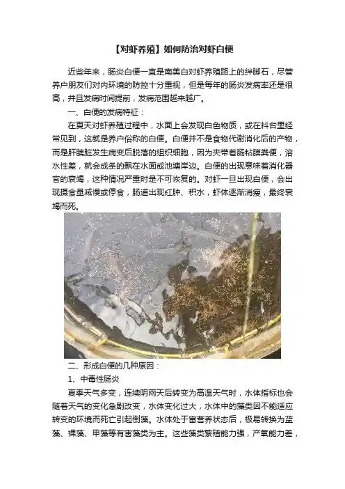 【对虾养殖】如何防治对虾白便