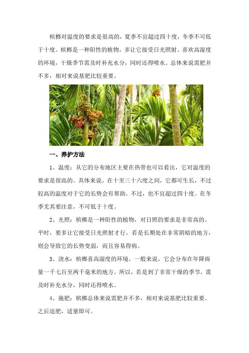槟榔如何养