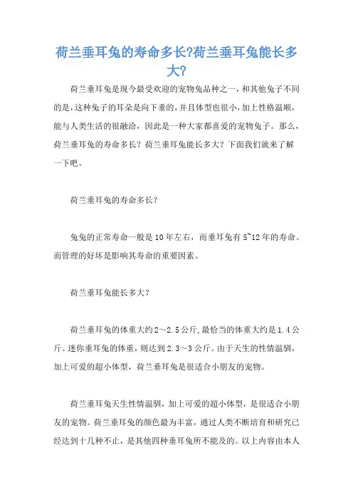 荷兰垂耳兔的寿命多长-荷兰垂耳兔能长多大-